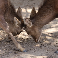 DEER2