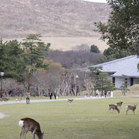 DEER3