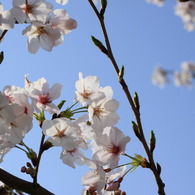 cherry4