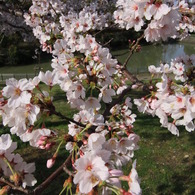 cherry6