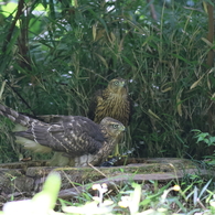 おおたか（幼鳥）