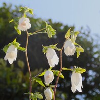 雨の日にはいらっしゃい