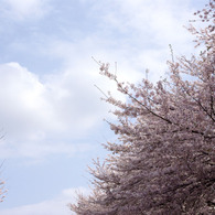 桜空