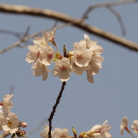 青空と桜