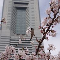 ランドマークの春
