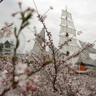 桜海を旅する日本丸