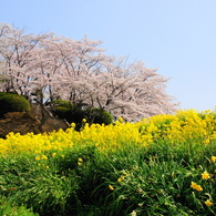 sakura #5