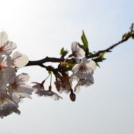 空に向かってのびる