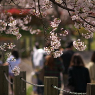 桜、公園、日曜日　#2