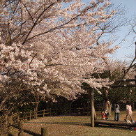桜の木の下で