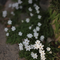 ちいさな花