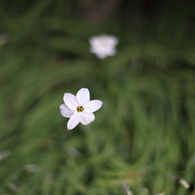 小さな花