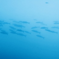 魚影
