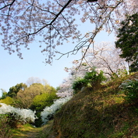sakura #10