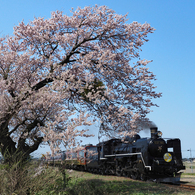 桜が迎える初運行