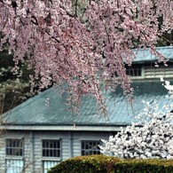 明治の桜
