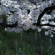 朝桜