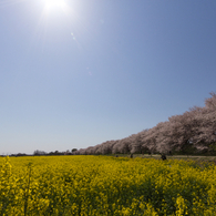 権現堂の華