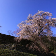 圧巻「桜の巨木」