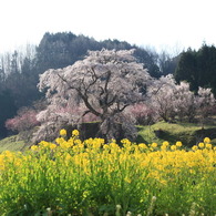 きれい「巨木の桜」