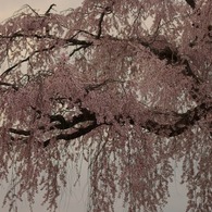 暮れる老桜