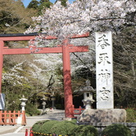 桜と鳥居