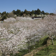 公園全景