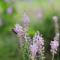 ツルボに蜂
