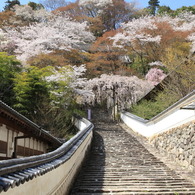 参道の桜