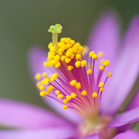花ひらく