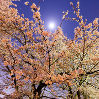 夜桜
