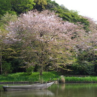 桜と小舟