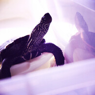 kame