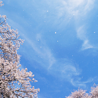 舞桜