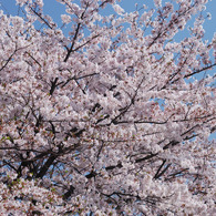 桜満開 #1