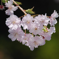桜満開 #4