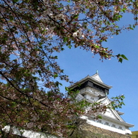 sakura