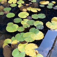 野坂寺