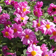 秋の花4(ダリア)