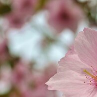 山桜