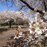 万博記念公園①