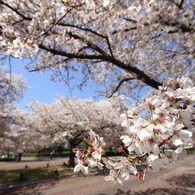 万博記念公園④