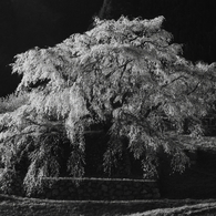 古武士の桜－白