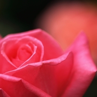 芳純　２