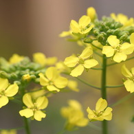 菜の花