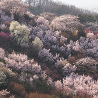 山の桜３