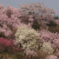 山の桜２