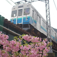 河津桜と伊豆急8000系