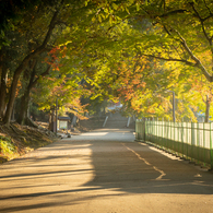 朝の奈良公園 (5)