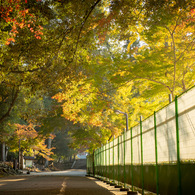 朝の奈良公園 (6)